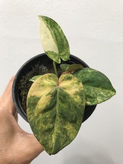(Category: ) located in . Submitted by PlantsRanger (Listing ID 1462613648, Image 1). Description: .
