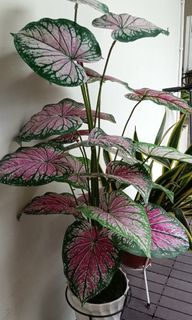 (Category: ) located in . Submitted by lovestuff80 (Listing ID 1462440791, Image 1). Description: .