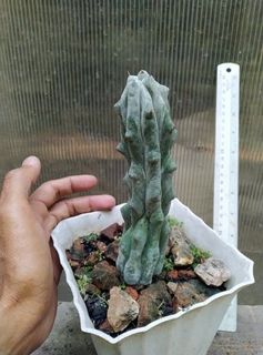 (Category: ) located in . Submitted by sindo.sg (Listing ID 1462480279, Image 1). Description: .