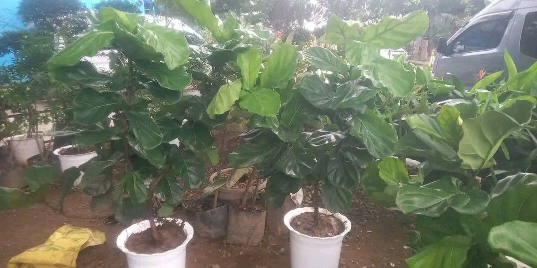 Fiddle Leaf tree🪴 (Category: Plants & Seeds) located in Quezon City. Submitted by amazingmaria3680 (Listing ID 1462669081, Image 3). Description: fiddle Leaf tree 🪴 available on hand 👌 perfect gift 🎁 perfect decor to your home office and business 🧧 also available ❗ other indoor and outdoor lucky plants.