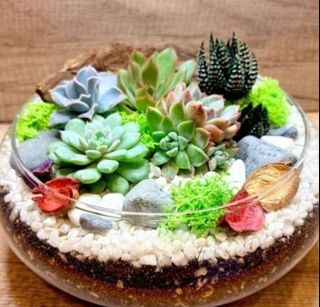 (Category: ) located in . Submitted by lushglassdoor (Listing ID 1462611408, Image 1). Description: .