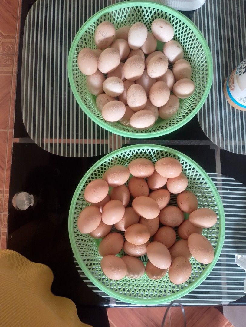 Free-range heritage chicken Fertile eggs (Category: Packaged & Instant Food) located in San Mateo. Submitted by k1ymelvz (Listing ID 1462482539, Image 1). Description: 40 each every 10+1 available lines BPR/golden buff Orpington/ lalamove/can ship mop gcash/Maya/maribank loc San Mateo rizal limited stocks available!.
