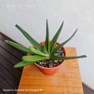(Category: ) located in . Submitted by fatinaplants (Listing ID 1462677418, Image 1). Description: .