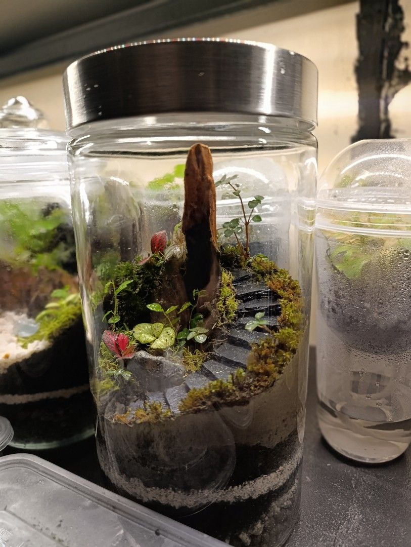 Handcrafted Mini Forest Terrarium (Category: Other Home Decor) located in Caloocan City. Submitted by kcstyles01 (Listing ID 1462479178, Image 3). Description: 🌿 Handcrafted Mini Forest Terrarium Bring a little piece of nature into your home! 🌱✨ 1750 ml Jar Glass With different kinds of dwarf plants and Free White or Red Springtails. ‼️ Location: Sta.Maria Bulacan/QC/Caloocan 📍 Ready-made and carefully handcrafted 📩 Send me a message for pric