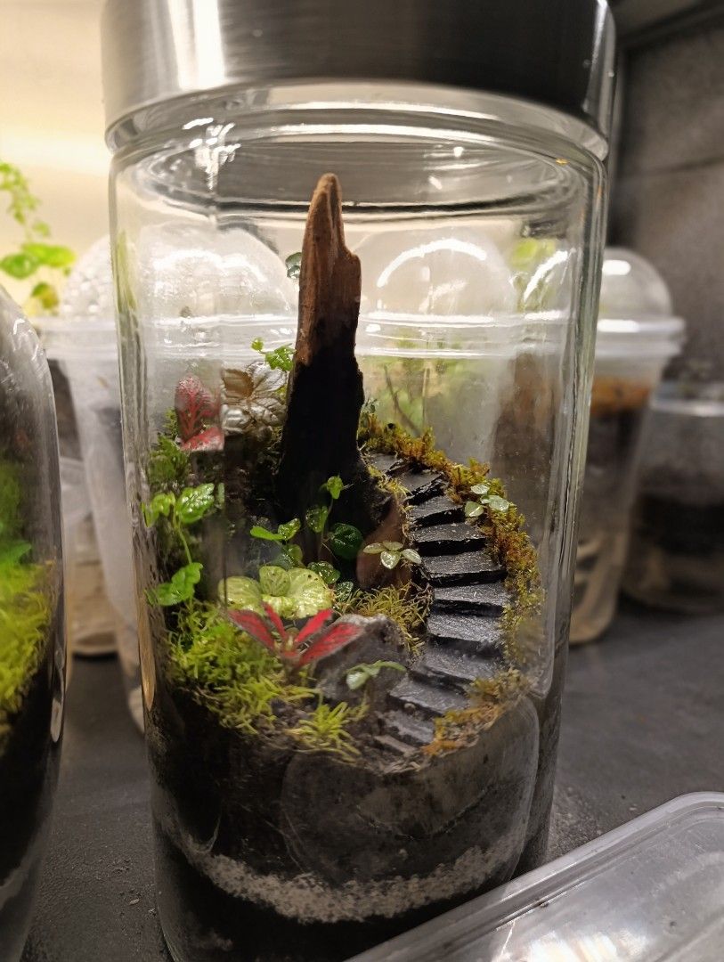 Handcrafted Mini Forest Terrarium (Category: Other Home Decor) located in Caloocan City. Submitted by kcstyles01 (Listing ID 1462479178, Image 1). Description: 🌿 Handcrafted Mini Forest Terrarium Bring a little piece of nature into your home! 🌱✨ 1750 ml Jar Glass With different kinds of dwarf plants and Free White or Red Springtails. ‼️ Location: Sta.Maria Bulacan/QC/Caloocan 📍 Ready-made and carefully handcrafted 📩 Send me a message for pric