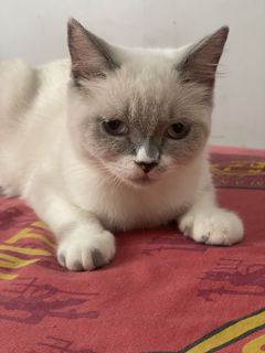 (Kategori: ) berada di . Dikirim oleh ryukirisk64514 (ID iklan 1462469704, Gambar 1). Deskripsi: .