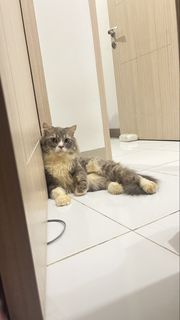 (Kategori: ) berada di . Dikirim oleh soyaaa2002 (ID iklan 1462474356, Gambar 1). Deskripsi: .