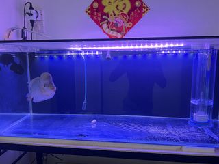 (Category: ) located in . Submitted by Tony2750 (Listing ID 1462505458, Image 1). Description: .