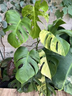 (Category: ) located in . Submitted by qualityclothing (Listing ID 1462549568, Image 1). Description: .
