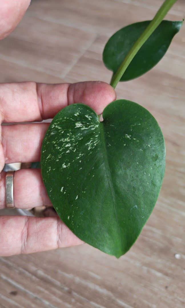 Monstera Devil (Category: Plants & Seeds) located in Singapore. Submitted by leafhappily (Listing ID 1462584010, Image 3). Description: 🚚 FREE DELIVERY (min. spend): • $50+ — Sembawang / Yishun • $120+ — Woodlands / Punggol / Sengkang / Bishan / Ang Mo Kio • $200+ — Islandwide 📍 PICKUP OPTIONS 🏠 S769317 | 🛍️ Sembawang SC | 🚆 Canberra MRT 📮 Courier $20/trip 🛒 More Plants on Carousell: https://carousell.app.link/9tLqk29Fn1b.