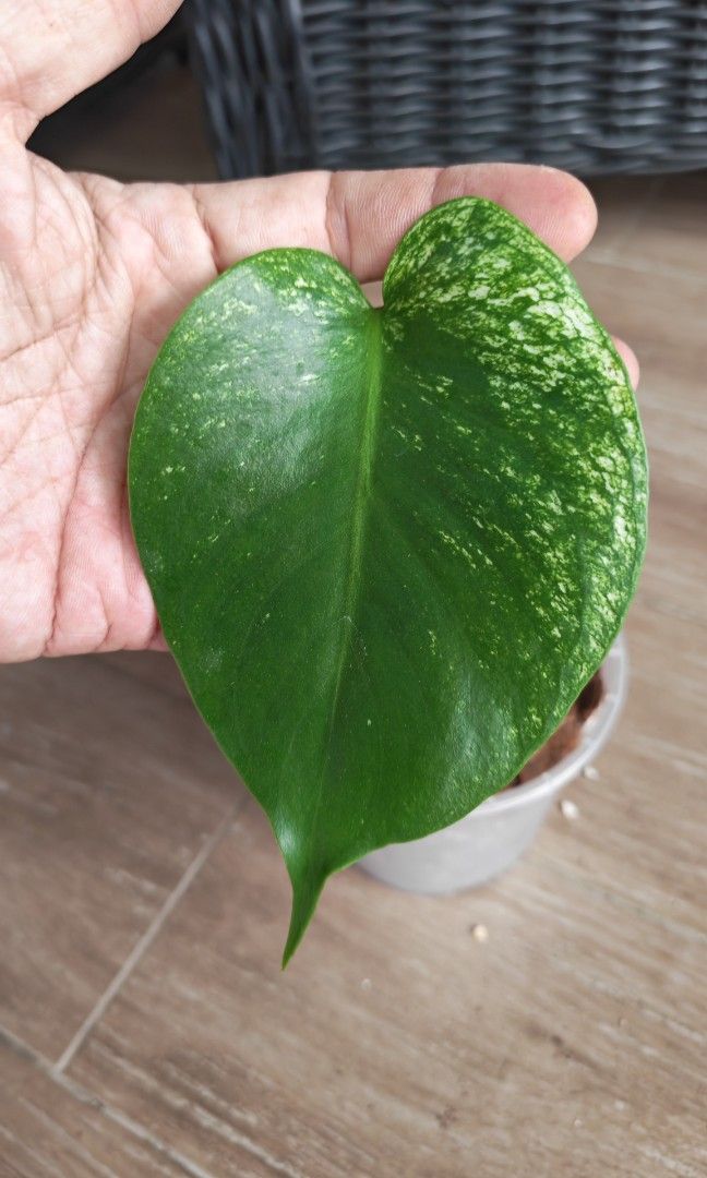 Monstera Devil (Category: Plants & Seeds) located in Singapore. Submitted by leafhappily (Listing ID 1462584010, Image 2). Description: 🚚 FREE DELIVERY (min. spend): • $50+ — Sembawang / Yishun • $120+ — Woodlands / Punggol / Sengkang / Bishan / Ang Mo Kio • $200+ — Islandwide 📍 PICKUP OPTIONS 🏠 S769317 | 🛍️ Sembawang SC | 🚆 Canberra MRT 📮 Courier $20/trip 🛒 More Plants on Carousell: https://carousell.app.link/9tLqk29Fn1b.