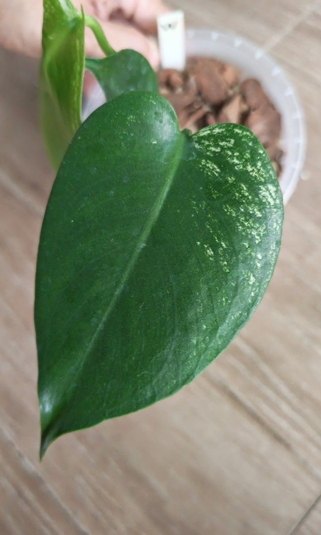 Monstera Devil (Category: Plants & Seeds) located in Singapore. Submitted by leafhappily (Listing ID 1462584174, Image 3). Description: 🚚 FREE DELIVERY (min. spend): • $50+ — Sembawang / Yishun • $120+ — Woodlands / Punggol / Sengkang / Bishan / Ang Mo Kio • $200+ — Islandwide 📍 PICKUP OPTIONS 🏠 S769317 | 🛍️ Sembawang SC | 🚆 Canberra MRT 📮 Courier $20/trip 🛒 More Plants on Carousell: https://carousell.app.link/9tLqk29Fn1b.