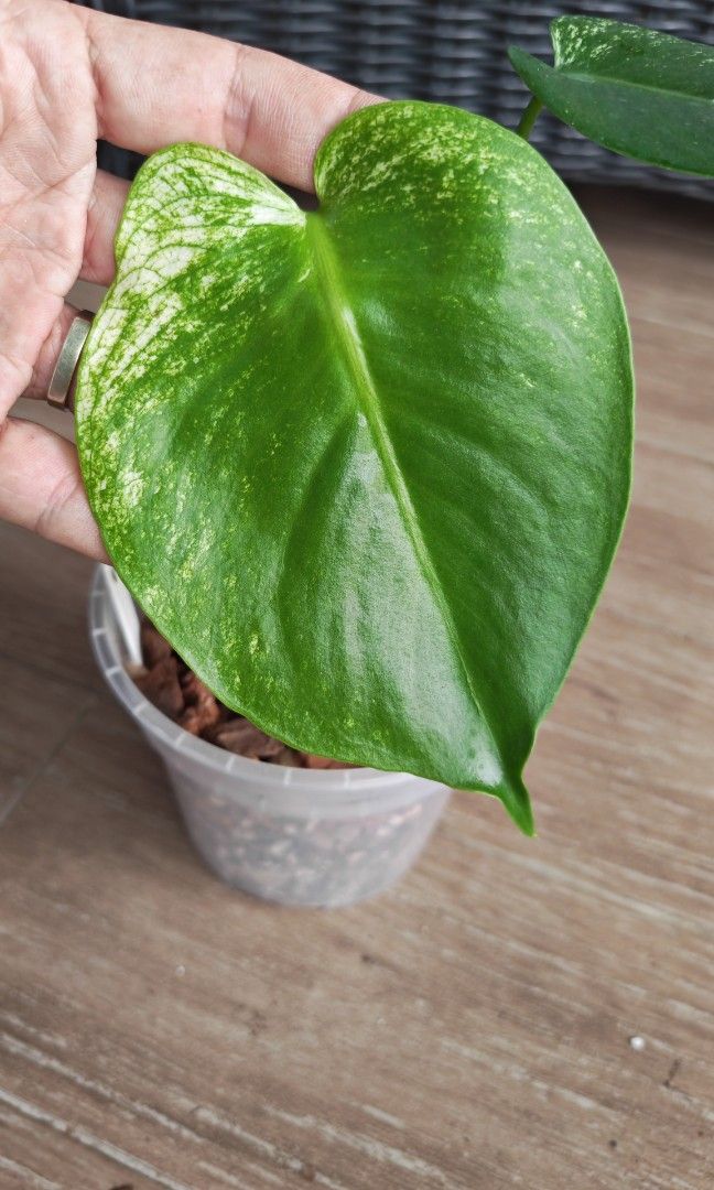 Monstera Devil (Category: Plants & Seeds) located in Singapore. Submitted by leafhappily (Listing ID 1462584174, Image 2). Description: 🚚 FREE DELIVERY (min. spend): • $50+ — Sembawang / Yishun • $120+ — Woodlands / Punggol / Sengkang / Bishan / Ang Mo Kio • $200+ — Islandwide 📍 PICKUP OPTIONS 🏠 S769317 | 🛍️ Sembawang SC | 🚆 Canberra MRT 📮 Courier $20/trip 🛒 More Plants on Carousell: https://carousell.app.link/9tLqk29Fn1b.