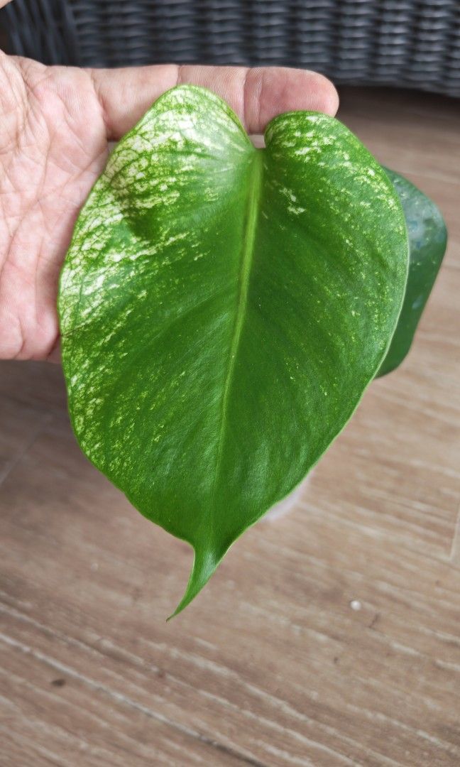 Monstera Devil (Category: Plants & Seeds) located in Singapore. Submitted by leafhappily (Listing ID 1462584434, Image 2). Description: 🚚 FREE DELIVERY (min. spend): • $50+ — Sembawang / Yishun • $120+ — Woodlands / Punggol / Sengkang / Bishan / Ang Mo Kio • $200+ — Islandwide 📍 PICKUP OPTIONS 🏠 S769317 | 🛍️ Sembawang SC | 🚆 Canberra MRT 📮 Courier $20/trip 🛒 More Plants on Carousell: https://carousell.app.link/9tLqk29Fn1b.