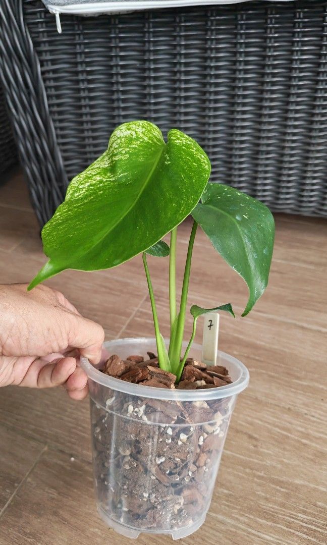 Monstera Devil (Category: Plants & Seeds) located in Singapore. Submitted by leafhappily (Listing ID 1462584434, Image 3). Description: 🚚 FREE DELIVERY (min. spend): • $50+ — Sembawang / Yishun • $120+ — Woodlands / Punggol / Sengkang / Bishan / Ang Mo Kio • $200+ — Islandwide 📍 PICKUP OPTIONS 🏠 S769317 | 🛍️ Sembawang SC | 🚆 Canberra MRT 📮 Courier $20/trip 🛒 More Plants on Carousell: https://carousell.app.link/9tLqk29Fn1b.
