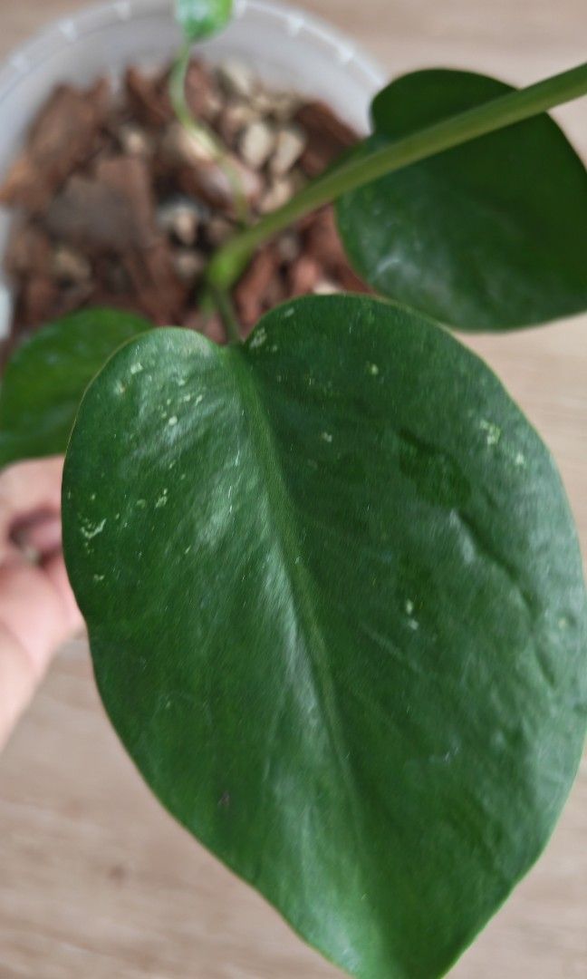 Monstera Devil (Category: Plants & Seeds) located in Singapore. Submitted by leafhappily (Listing ID 1462584585, Image 3). Description: 🚚 FREE DELIVERY (min. spend): • $50+ — Sembawang / Yishun • $120+ — Woodlands / Punggol / Sengkang / Bishan / Ang Mo Kio • $200+ — Islandwide 📍 PICKUP OPTIONS 🏠 S769317 | 🛍️ Sembawang SC | 🚆 Canberra MRT 📮 Courier $20/trip 🛒 More Plants on Carousell: https://carousell.app.link/9tLqk29Fn1b.