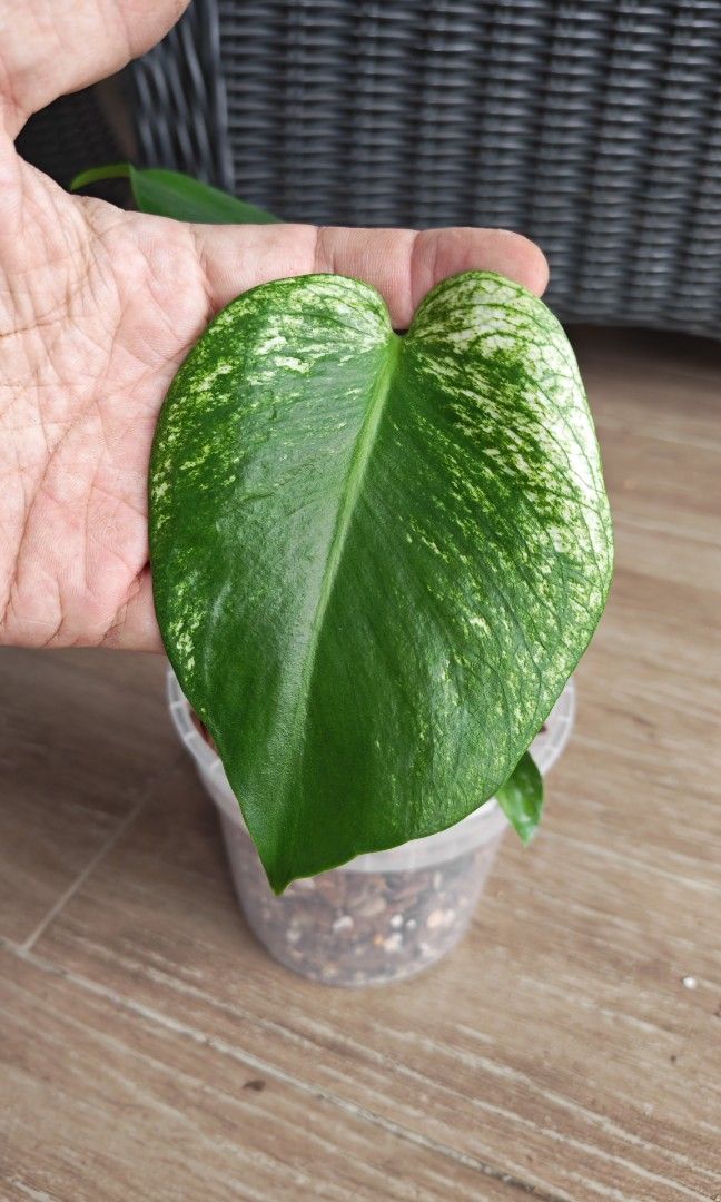 Monstera Devil (Category: Plants & Seeds) located in Singapore. Submitted by leafhappily (Listing ID 1462584585, Image 2). Description: 🚚 FREE DELIVERY (min. spend): • $50+ — Sembawang / Yishun • $120+ — Woodlands / Punggol / Sengkang / Bishan / Ang Mo Kio • $200+ — Islandwide 📍 PICKUP OPTIONS 🏠 S769317 | 🛍️ Sembawang SC | 🚆 Canberra MRT 📮 Courier $20/trip 🛒 More Plants on Carousell: https://carousell.app.link/9tLqk29Fn1b.