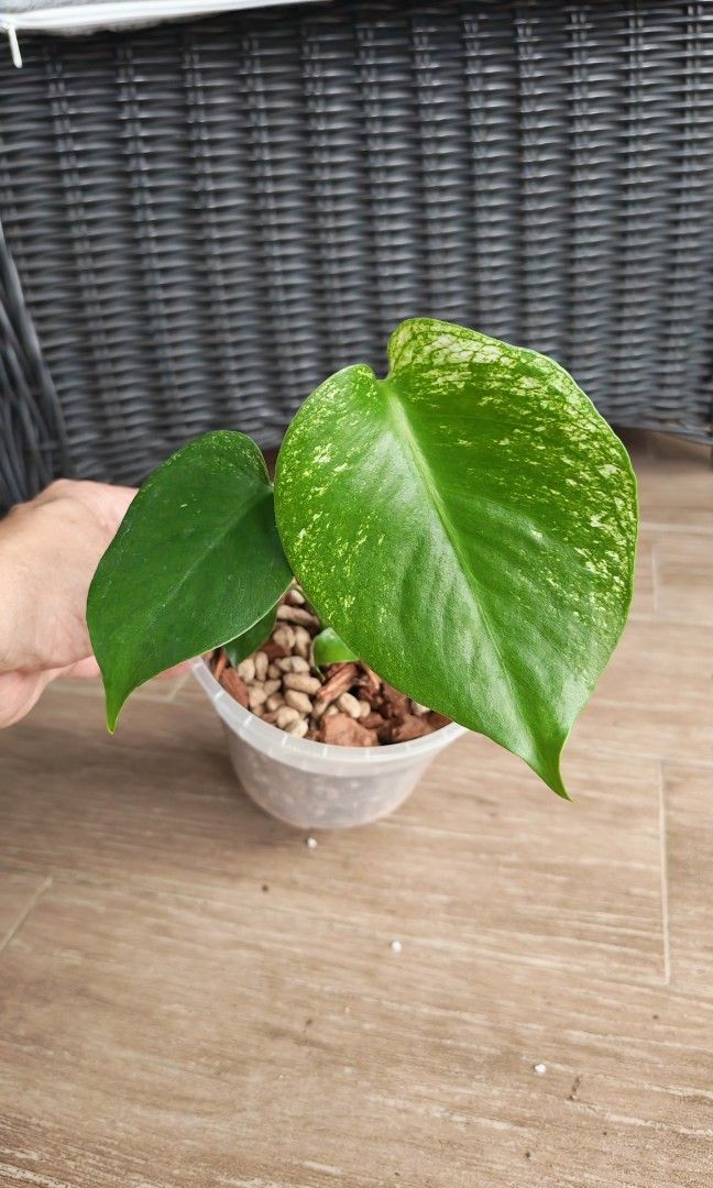 Monstera Devil (Category: Plants & Seeds) located in Singapore. Submitted by leafhappily (Listing ID 1462584788, Image 1). Description: 🚚 FREE DELIVERY (min. spend): • $50+ — Sembawang / Yishun • $120+ — Woodlands / Punggol / Sengkang / Bishan / Ang Mo Kio • $200+ — Islandwide 📍 PICKUP OPTIONS 🏠 S769317 | 🛍️ Sembawang SC | 🚆 Canberra MRT 📮 Courier $20/trip 🛒 More Plants on Carousell: https://carousell.app.link/9tLqk29Fn1b.
