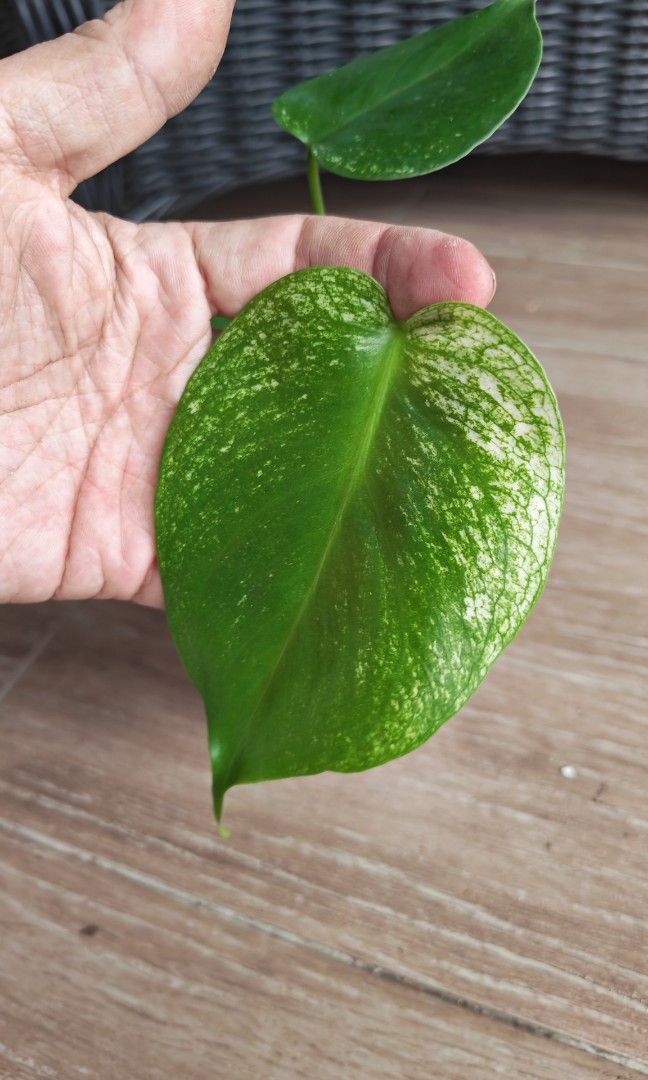 Monstera Devil (Category: Plants & Seeds) located in Singapore. Submitted by leafhappily (Listing ID 1462584992, Image 2). Description: 🚚 FREE DELIVERY (min. spend): • $50+ — Sembawang / Yishun • $120+ — Woodlands / Punggol / Sengkang / Bishan / Ang Mo Kio • $200+ — Islandwide 📍 PICKUP OPTIONS 🏠 S769317 | 🛍️ Sembawang SC | 🚆 Canberra MRT 📮 Courier $20/trip 🛒 More Plants on Carousell: https://carousell.app.link/9tLqk29Fn1b.