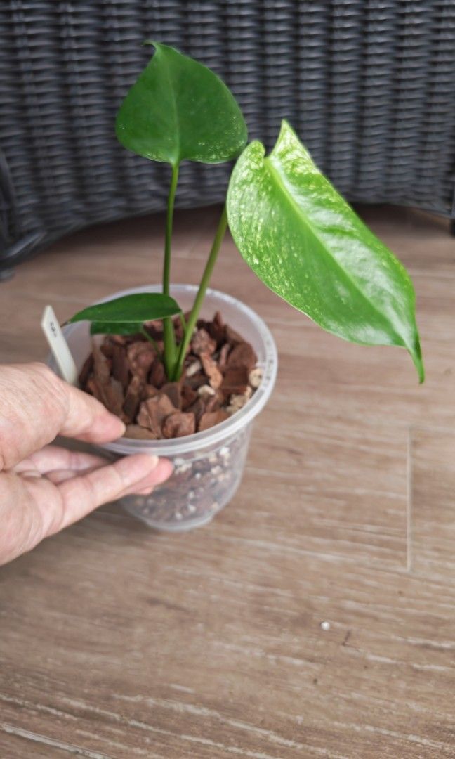 Monstera Devil (Category: Plants & Seeds) located in Singapore. Submitted by leafhappily (Listing ID 1462584992, Image 3). Description: 🚚 FREE DELIVERY (min. spend): • $50+ — Sembawang / Yishun • $120+ — Woodlands / Punggol / Sengkang / Bishan / Ang Mo Kio • $200+ — Islandwide 📍 PICKUP OPTIONS 🏠 S769317 | 🛍️ Sembawang SC | 🚆 Canberra MRT 📮 Courier $20/trip 🛒 More Plants on Carousell: https://carousell.app.link/9tLqk29Fn1b.