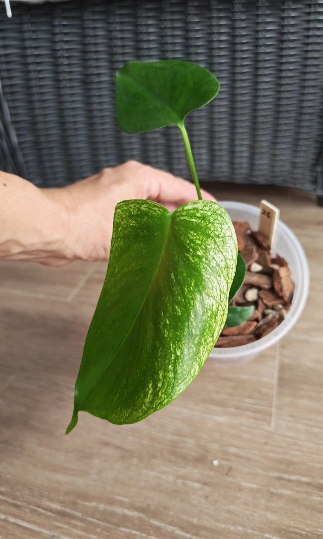Monstera Devil (Category: Plants & Seeds) located in Singapore. Submitted by leafhappily (Listing ID 1462585134, Image 3). Description: 🚚 FREE DELIVERY (min. spend): • $50+ — Sembawang / Yishun • $120+ — Woodlands / Punggol / Sengkang / Bishan / Ang Mo Kio • $200+ — Islandwide 📍 PICKUP OPTIONS 🏠 S769317 | 🛍️ Sembawang SC | 🚆 Canberra MRT 📮 Courier $20/trip 🛒 More Plants on Carousell: https://carousell.app.link/9tLqk29Fn1b.