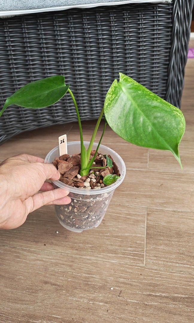 Monstera Devil (Category: Plants & Seeds) located in Singapore. Submitted by leafhappily (Listing ID 1462585134, Image 2). Description: 🚚 FREE DELIVERY (min. spend): • $50+ — Sembawang / Yishun • $120+ — Woodlands / Punggol / Sengkang / Bishan / Ang Mo Kio • $200+ — Islandwide 📍 PICKUP OPTIONS 🏠 S769317 | 🛍️ Sembawang SC | 🚆 Canberra MRT 📮 Courier $20/trip 🛒 More Plants on Carousell: https://carousell.app.link/9tLqk29Fn1b.