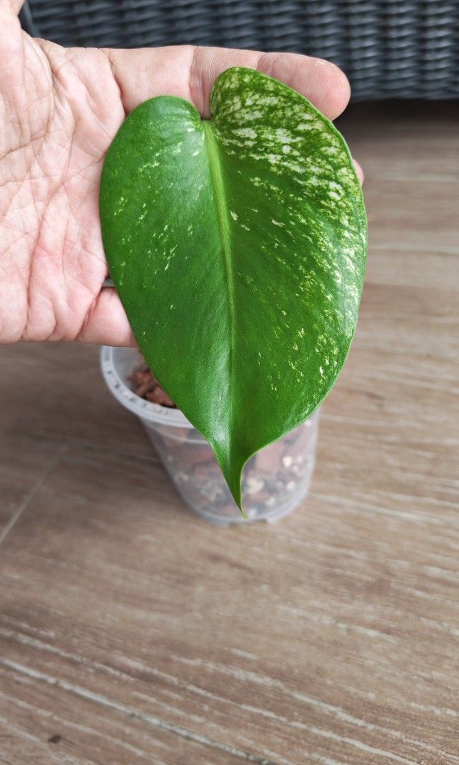Monstera Devil (Category: Plants & Seeds) located in Singapore. Submitted by leafhappily (Listing ID 1462585307, Image 3). Description: 🚚 FREE DELIVERY (min. spend): • $50+ — Sembawang / Yishun • $120+ — Woodlands / Punggol / Sengkang / Bishan / Ang Mo Kio • $200+ — Islandwide 📍 PICKUP OPTIONS 🏠 S769317 | 🛍️ Sembawang SC | 🚆 Canberra MRT 📮 Courier $20/trip 🛒 More Plants on Carousell: https://carousell.app.link/9tLqk29Fn1b.