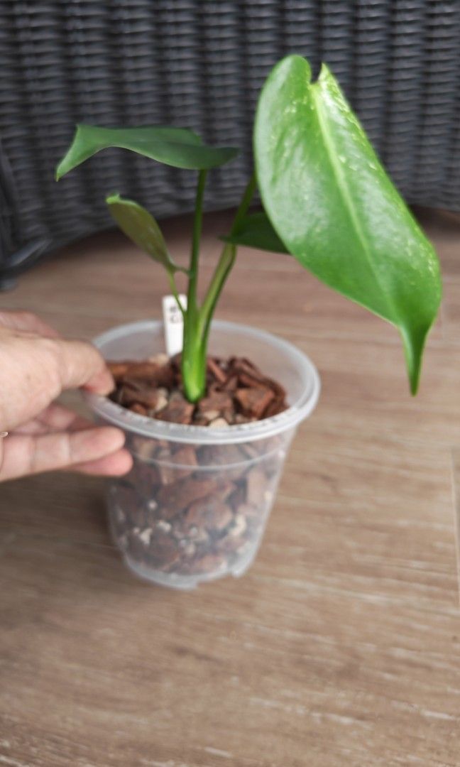 Monstera Devil (Category: Plants & Seeds) located in Singapore. Submitted by leafhappily (Listing ID 1462585307, Image 2). Description: 🚚 FREE DELIVERY (min. spend): • $50+ — Sembawang / Yishun • $120+ — Woodlands / Punggol / Sengkang / Bishan / Ang Mo Kio • $200+ — Islandwide 📍 PICKUP OPTIONS 🏠 S769317 | 🛍️ Sembawang SC | 🚆 Canberra MRT 📮 Courier $20/trip 🛒 More Plants on Carousell: https://carousell.app.link/9tLqk29Fn1b.