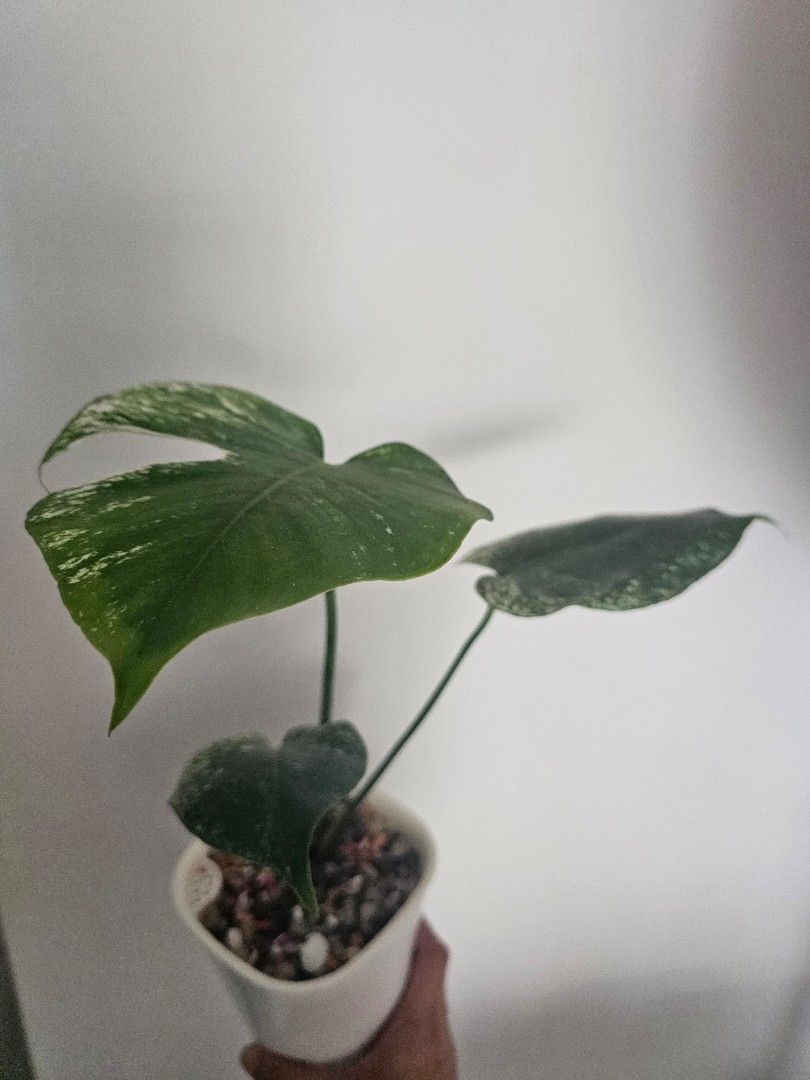Monstera Devils (Category: Plants & Seeds) located in Singapore. Submitted by stevenkc23 (Listing ID 1462597219, Image 3). Description: Monstera Devils Self Collect at Punggol (820138) request for delivery: $15/location within SG.