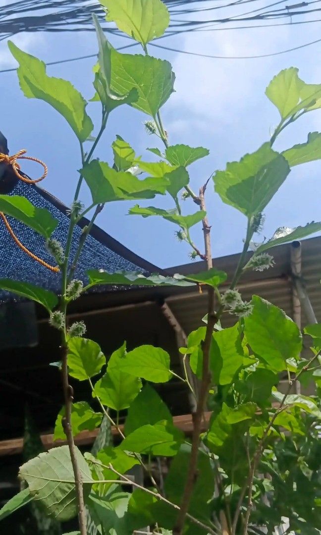 Mulberry tree with fruits (Category: Plants & Seeds) located in Quezon City. Submitted by amazingmaria3680 (Listing ID 1462669169, Image 2). Description: .