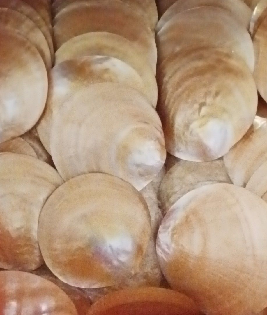 Natural Seashells for Crafting and Decor 3.5in (Category: Art & Prints) located in Taguig. Submitted by amomaenterprise (Listing ID 1462518566, Image 1). Description: - Natural seashells with a smooth, polished finish. - Light, neutral color complements any decor. size - Ideal for DIY crafts and home decoration. - Adds a beautiful coastal touch to your space. - Also great for aquariums and terrariums. - Each shell is unique, offering natural beau