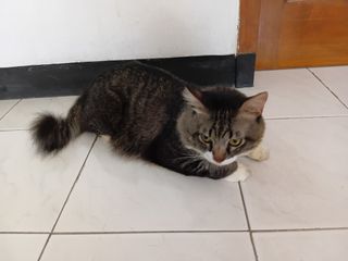(Kategori: ) berada di . Dikirim oleh lionybevan (ID iklan 1462624899, Gambar 1). Deskripsi: .