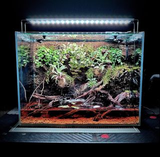 (Category: ) located in . Submitted by nativeforest9 (Listing ID 1462513755, Image 1). Description: .