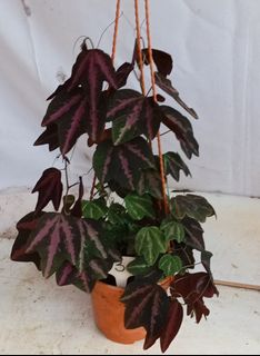 (Category: ) located in . Submitted by goodflorist (Listing ID 1462632327, Image 1). Description: .