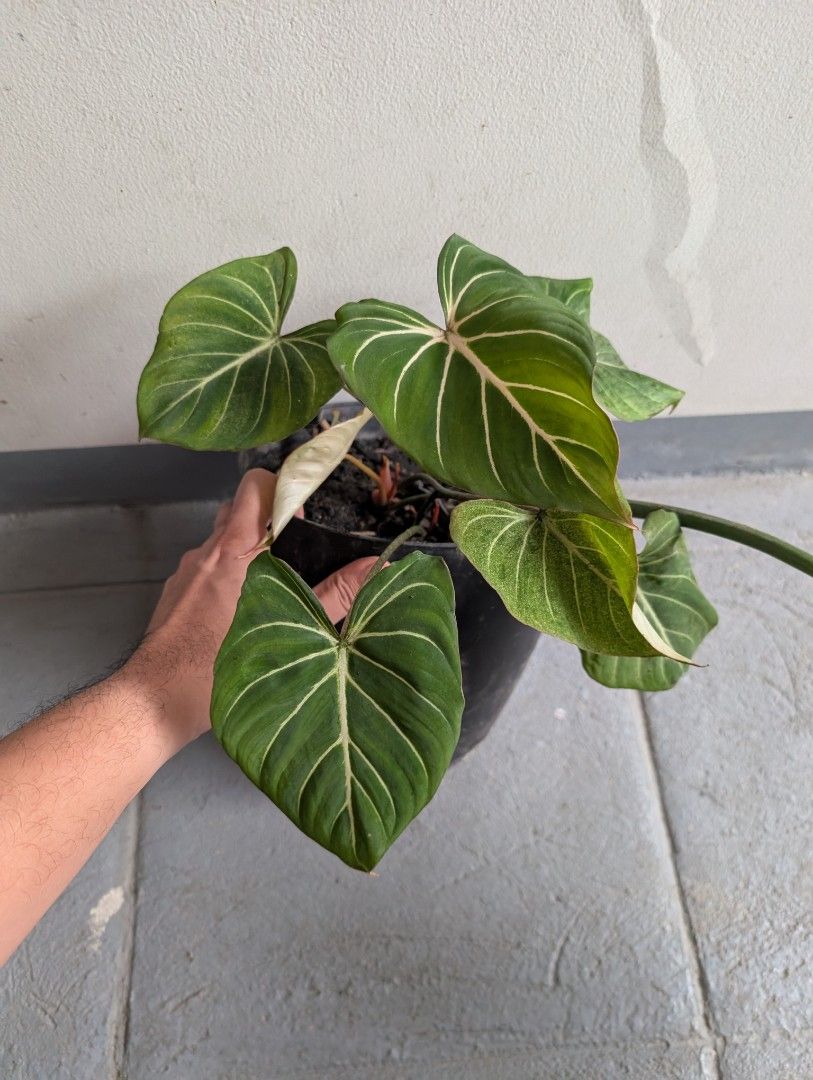 Philodendron - Gloriosum (Category: Plants & Seeds) located in Quezon City. Submitted by akosiwebby (Listing ID 1462511448, Image 1). Description: ITEM NAME: Philodendron - Gloriosum JUVENiLE - 1 FEET – SMALL POT ROOTED PRICE: PHP 450.00 (DEL FEE NOT INCLUDED) DATE POSTED: SEPTEMBER 17, 2026.