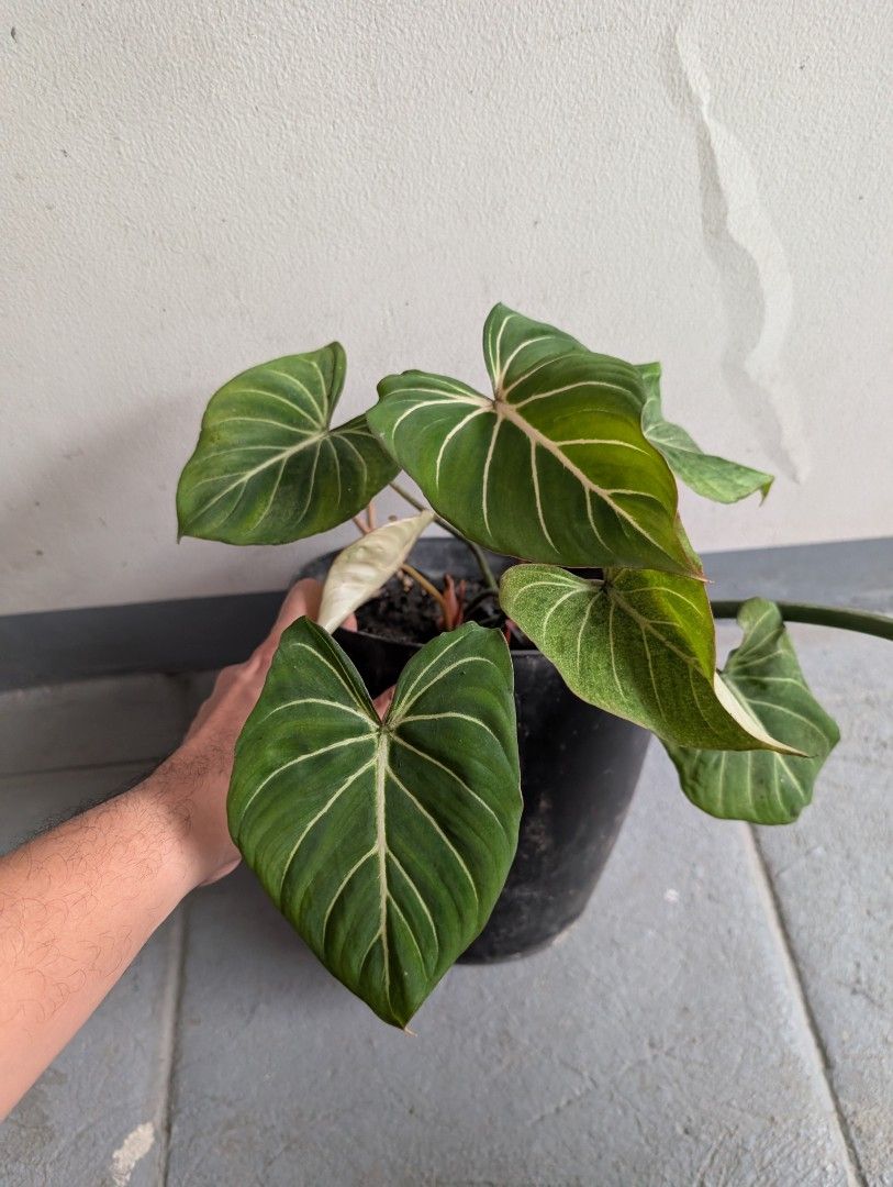 Philodendron - Gloriosum (Category: Plants & Seeds) located in Quezon City. Submitted by akosiwebby (Listing ID 1462511448, Image 2). Description: ITEM NAME: Philodendron - Gloriosum JUVENiLE - 1 FEET – SMALL POT ROOTED PRICE: PHP 450.00 (DEL FEE NOT INCLUDED) DATE POSTED: SEPTEMBER 17, 2026.