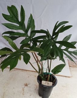 (Category: ) located in . Submitted by goodflorist (Listing ID 1462631426, Image 1). Description: .