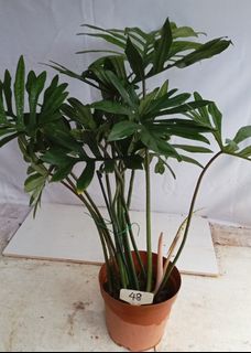 (Category: ) located in . Submitted by goodflorist (Listing ID 1462631814, Image 1). Description: .