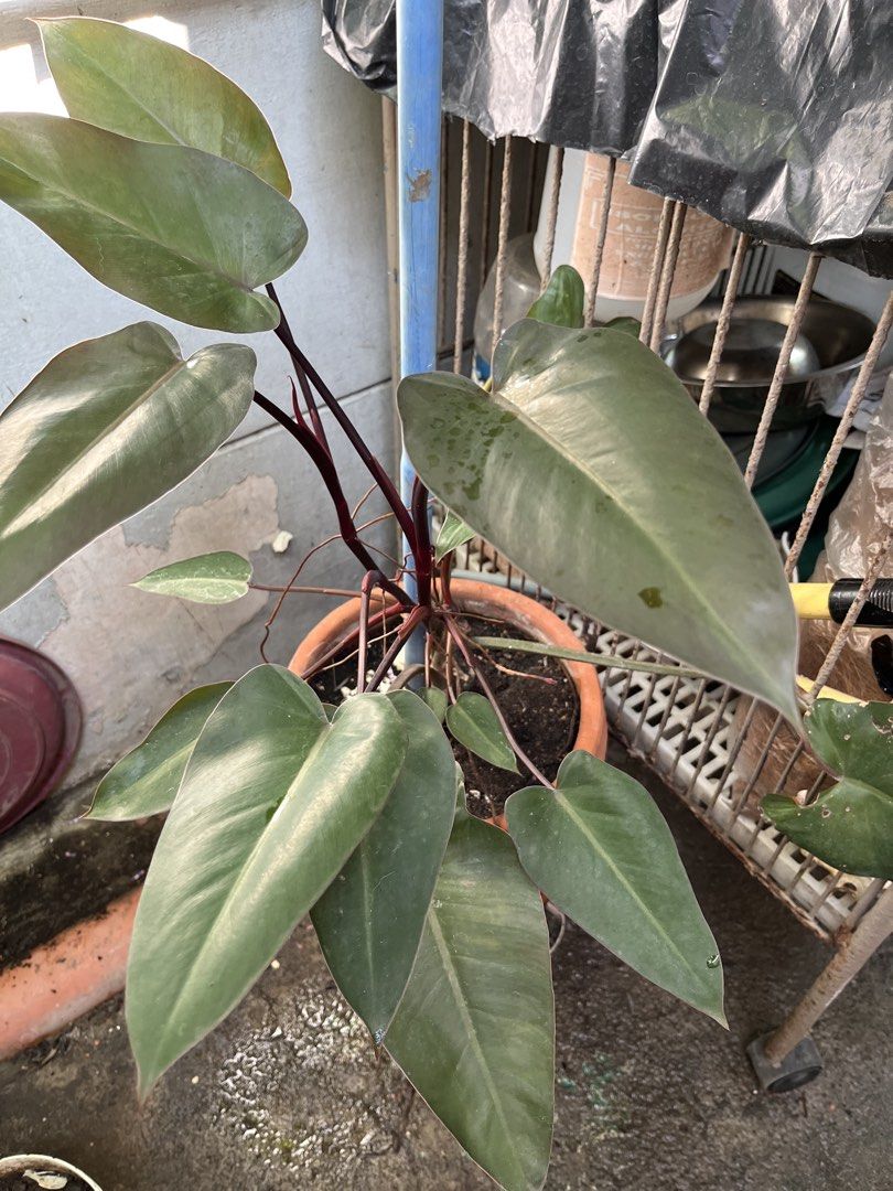 Philodendron with big pot (Category: Plants & Seeds) located in Paranaque City. Submitted by aquarianmmo (Listing ID 1462600744, Image 2). Description: - Healthy Philodendron plant - Deep green leaves with hints of pink on stems - Comes in a decorative braided terracotta pot - Adds tropical vibes to your space - Great for plant lovers and collectors.