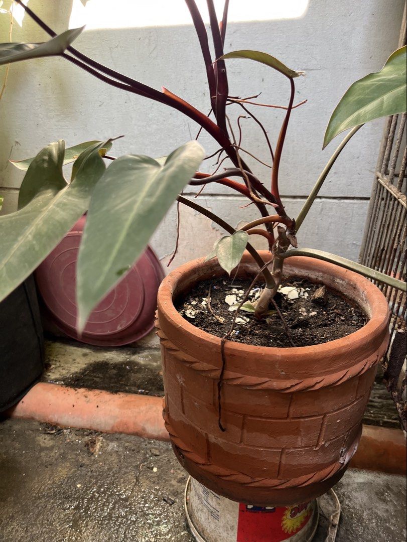 Philodendron with big pot (Category: Plants & Seeds) located in Paranaque City. Submitted by aquarianmmo (Listing ID 1462600744, Image 1). Description: - Healthy Philodendron plant - Deep green leaves with hints of pink on stems - Comes in a decorative braided terracotta pot - Adds tropical vibes to your space - Great for plant lovers and collectors.