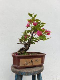 (Category: ) located in . Submitted by x000q (Listing ID 1462560238, Image 1). Description: .