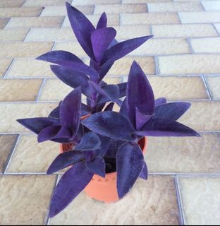(Category: ) located in . Submitted by sgn93 (Listing ID 1462459718, Image 1). Description: .