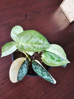 (Category: ) located in . Submitted by happygrowing (Listing ID 1462472126, Image 1). Description: .