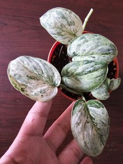 (Category: ) located in . Submitted by happygrowing (Listing ID 1462471790, Image 1). Description: .