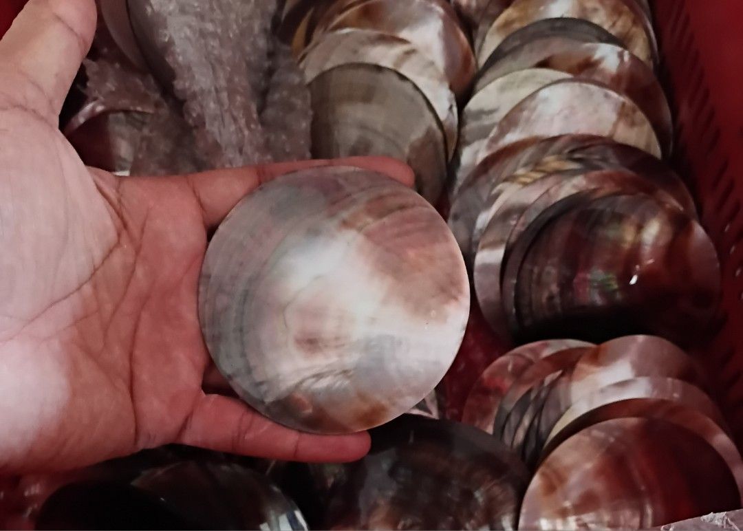 Seashells black lip for Crafting and Decor 3.5in (Category: Art & Prints) located in Taguig. Submitted by amomaenterprise (Listing ID 1462520282, Image 2). Description: - Collection of natural seashells - Beautiful iridescent patterns in brown, white, and pink - Perfect for DIY projects, home decor, or aquariums - Each shell is unique - Grab them now! size: 3.5in.