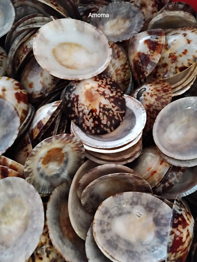 Seashells Patella for Crafting and Decor 1.75in (Category: Art & Prints) located in Taguig. Submitted by amomaenterprise (Listing ID 1462523324, Image 2). Description: - Assorted seashells perfect for DIY projects, crafts, and home decor. - Each shell features unique patterns and natural colors. - Adds a beautiful, natural touch to any creation. - Sold as a complete lot. Get yours today!.