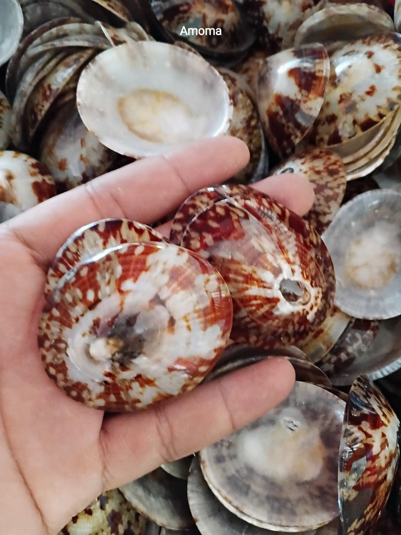 Seashells Patella for Crafting and Decor 1.75in (Category: Art & Prints) located in Taguig. Submitted by amomaenterprise (Listing ID 1462523324, Image 1). Description: - Assorted seashells perfect for DIY projects, crafts, and home decor. - Each shell features unique patterns and natural colors. - Adds a beautiful, natural touch to any creation. - Sold as a complete lot. Get yours today!.