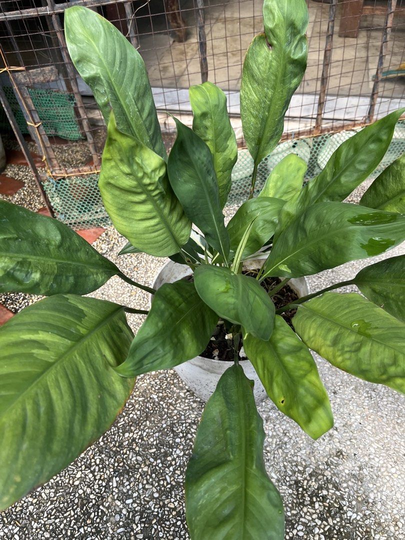 Varigated Peace Lily (Category: Plants & Seeds) located in Paranaque City. Submitted by aquarianmmo (Listing ID 1462472092, Image 1). Description: big pot stable.