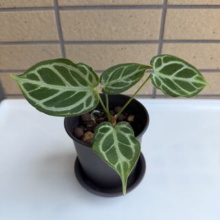 （分類：）位於 。 由 zhengnjoy 提交（商品編號 1462780755，圖片 1）。簡介： 。