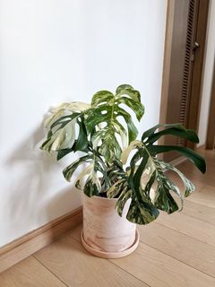 （分類：）位於 。 由 michellesmc 提交（商品編號 1462681275，圖片 1）。簡介： 。